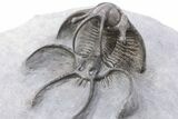 Spiny Ceratarges Trilobite - Zireg, Morocco #199009-1